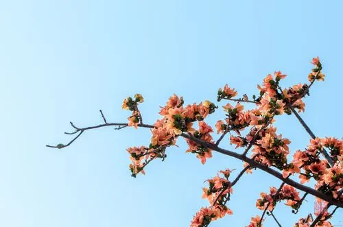 【木棉树的象征意义】- 了解花卉文化中的木棉树之美