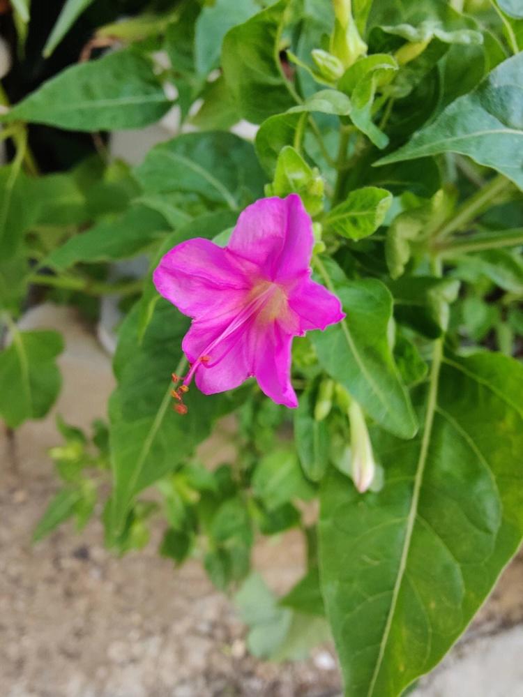 紫茉莉科花程式如何在家中栽培和维护