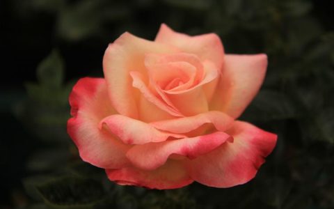 【花言祝福】 粉玫瑰在祝福和吉祥中的含义