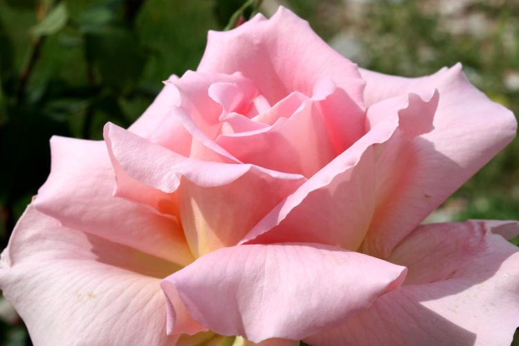玫瑰老桩种植：教您一步步打造浪漫花园！