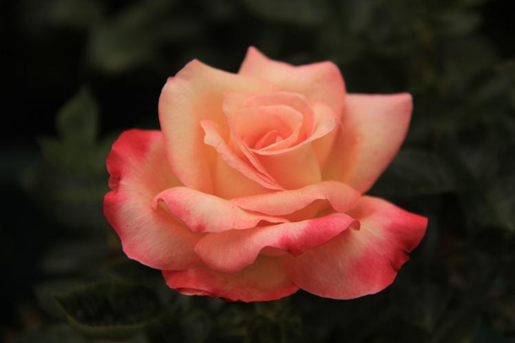 蓝色的浪漫：19朵碎冰蓝玫瑰的花语及其含义