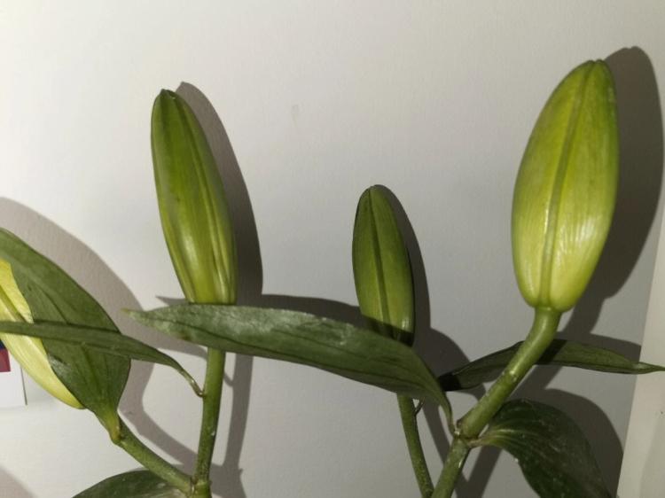清新可爱的情人节礼物：印度百合植物，满满幸福感