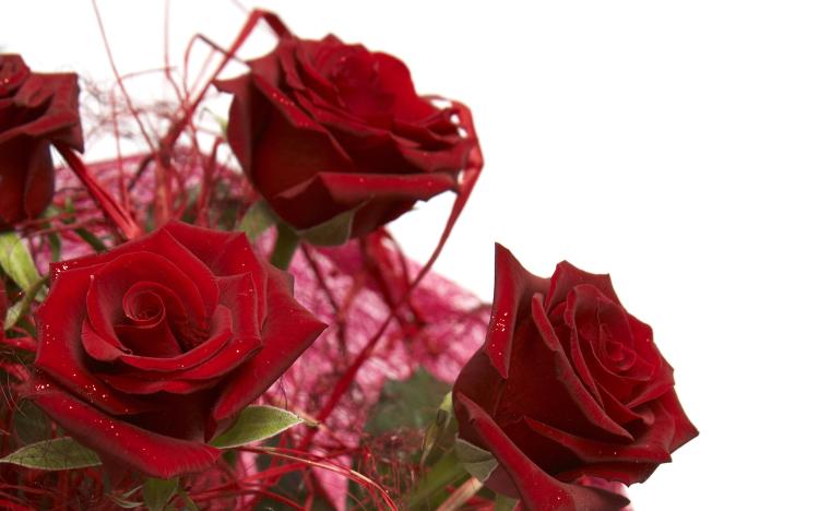 玫瑰花语大揭秘：为什么九朵玫瑰更有含义？