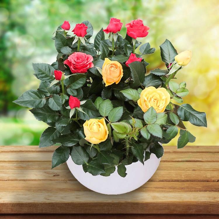 九朵玫瑰花所代表的祝福及花语大集合