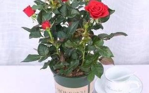 怎样让新买的盆栽玫瑰花健康成长