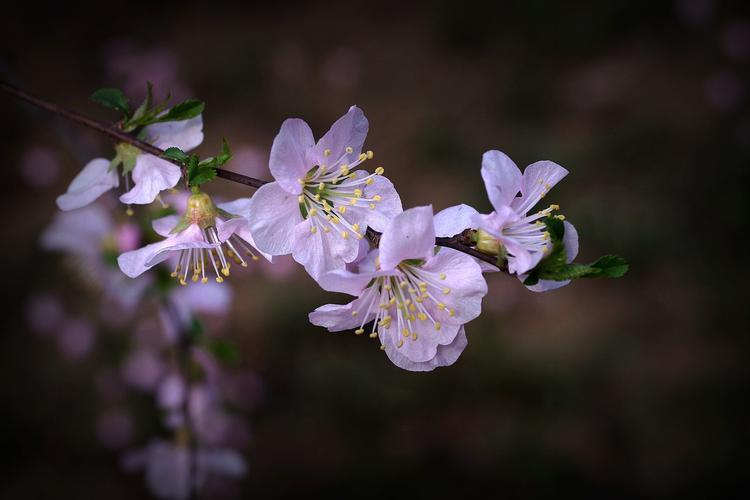 不一样的春天：榆叶梅和樱花分别代表的特殊意义