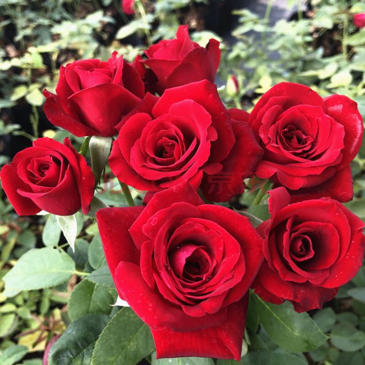 【19朵红玫瑰花束】送给ta，传递浓浓的爱意与关怀