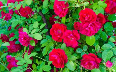 【19朵红玫瑰花束】是最美丽的爱情回忆