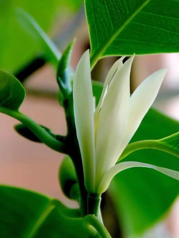 白兰花：代表纯洁与清雅之美的传统花卉