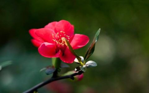北美海棠花期-繁花似锦的美丽极致