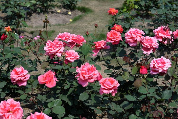鲜花盆栽的小技巧：月季、玫瑰和蔷薇应该如何养护？