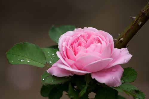 月季、玫瑰和蔷薇有哪些区别？这里给你详细解析