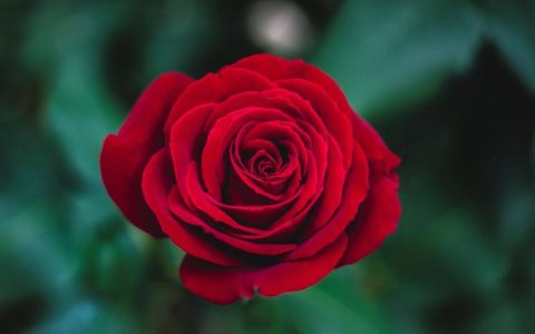 火红玫瑰与粉红玫瑰的花语分析