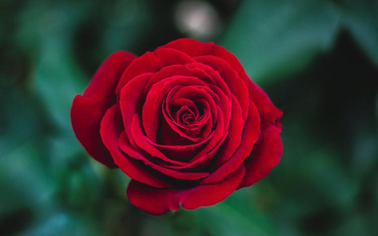 火红玫瑰与粉红玫瑰的花语分析