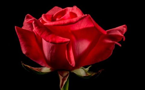 冰蓝玫瑰的花语之谜，透露着人生的真谛和意义