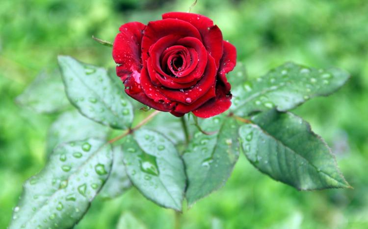 探秘冰蓝玫瑰的花语，让你领略到美的无穷魅力