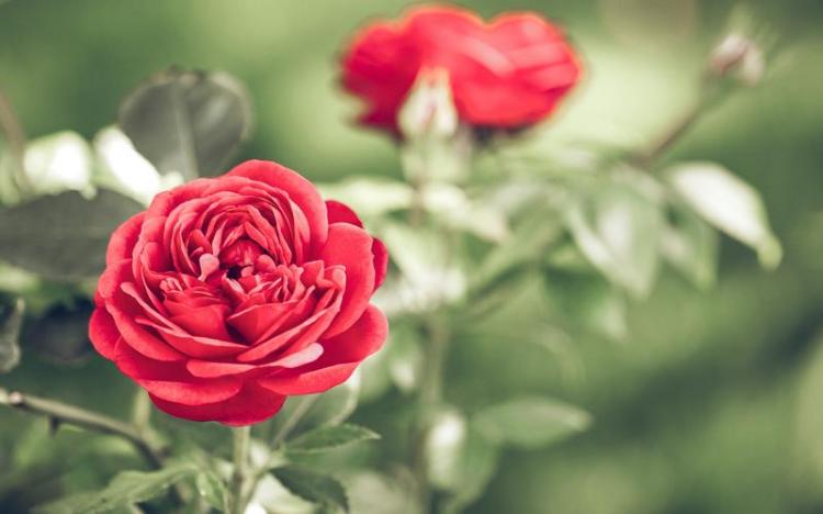 冰蓝玫瑰花语的奥妙，令人感叹大自然万物的神奇
