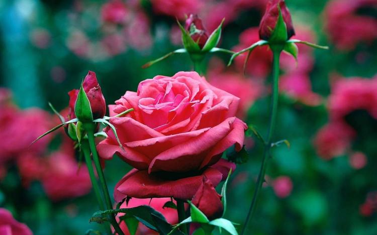 什么颜色的玫瑰象征感恩之情？