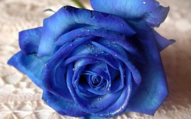 【99朵蓝色玫瑰花语】让我们一起感受蓝色的浪漫！