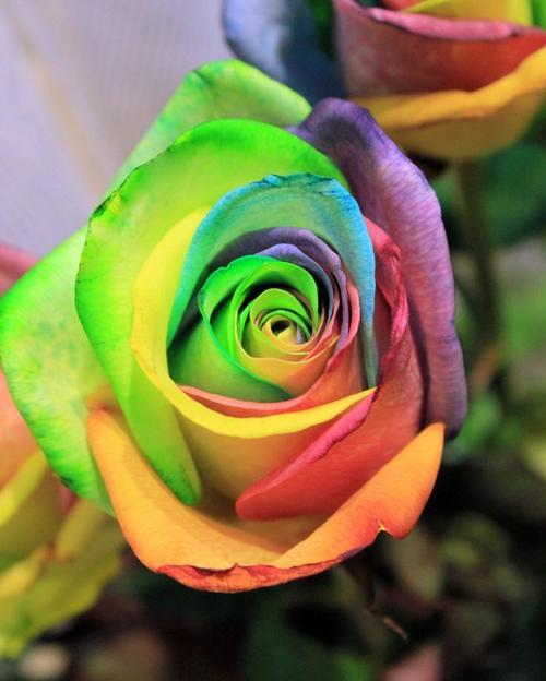 彩虹玫瑰花语全解析：11种花色代表的含义含蓄而深刻