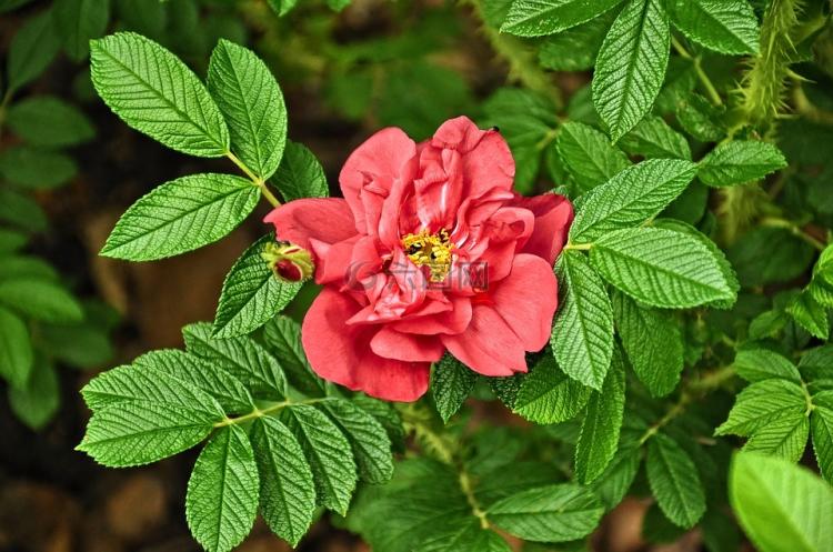 传统意义中的三朵玫瑰的花语是什么？