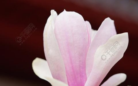 粉色玉兰花花语，亲情友情爱情的最佳表达