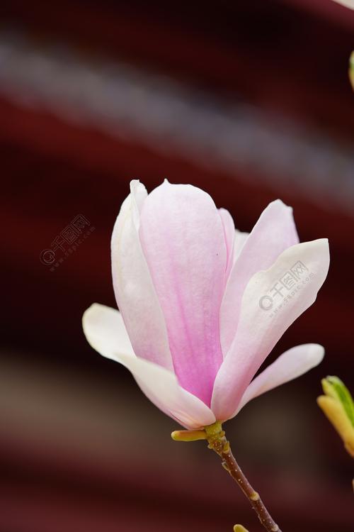 粉色玉兰花花语，亲情友情爱情的最佳表达