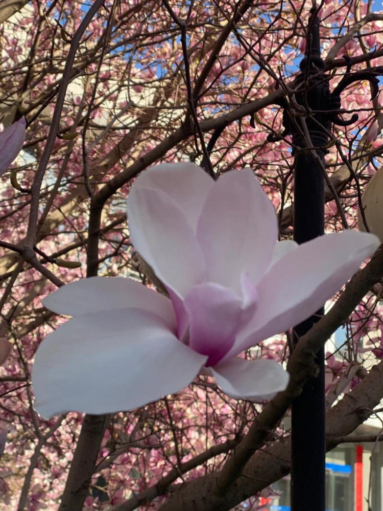 粉色玉兰花花语的意义和特点，花语文化的内涵
