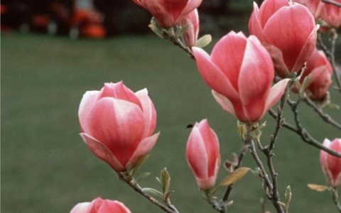 粉色玉兰花花语，你可知道它代表什么？