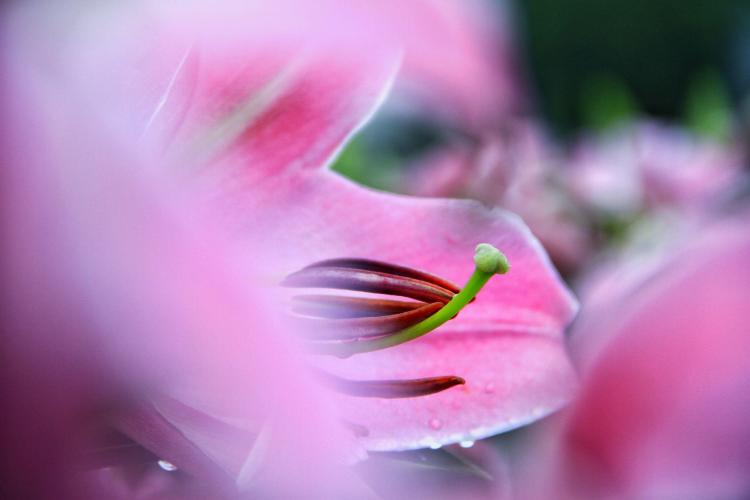 爱情乌托邦中的花朵：粉百合的花语和寓意