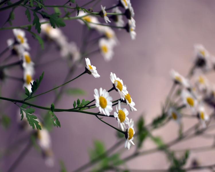探秘白色小雏菊的花语，它是怎样传递情感的？