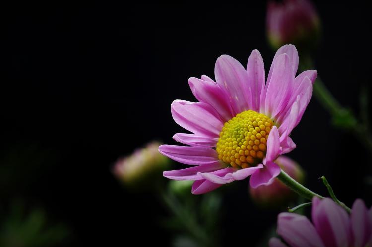 温暖关怀的象征：粉色雏菊的花语和寓意探究