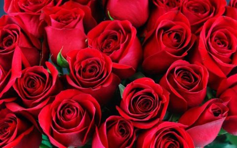 爱情的代言花——51朵玫瑰花所代表的爱情