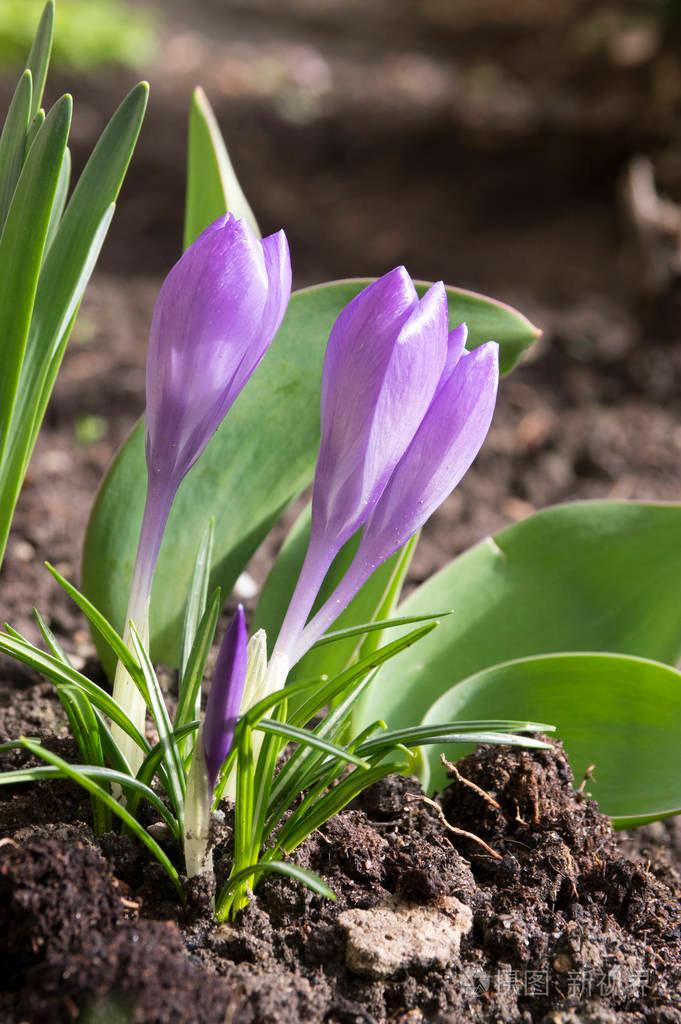 如何用最简单的方式养护您的紫罗兰花，一起享受美好的园艺生活