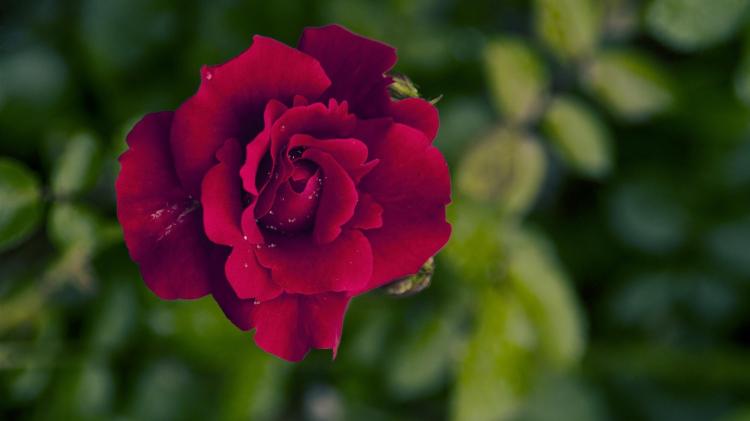 感情之花：红玫瑰代表着什么？