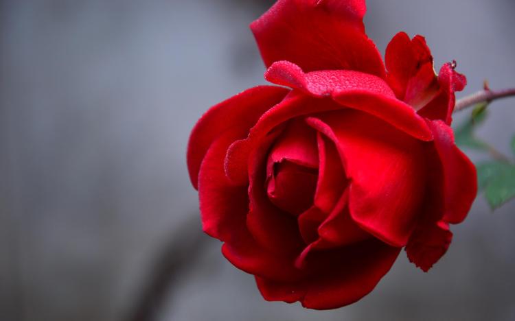 爱情专属花语玫瑰：75朵玫瑰所代表的含义。