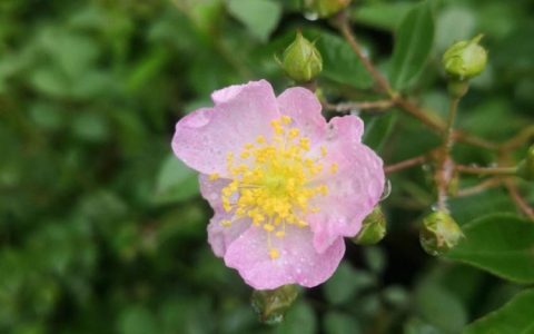 【诗意花径】满溢蔷薇中最出名的15个诗句，告诉您怎么品读花间诗意！