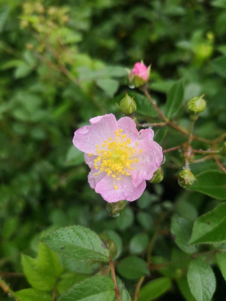 【诗意花径】满溢蔷薇中最出名的15个诗句，告诉您怎么品读花间诗意！