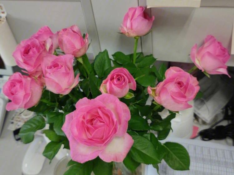 粉色玫瑰代表柔情和美丽，送给女友更显细腻
