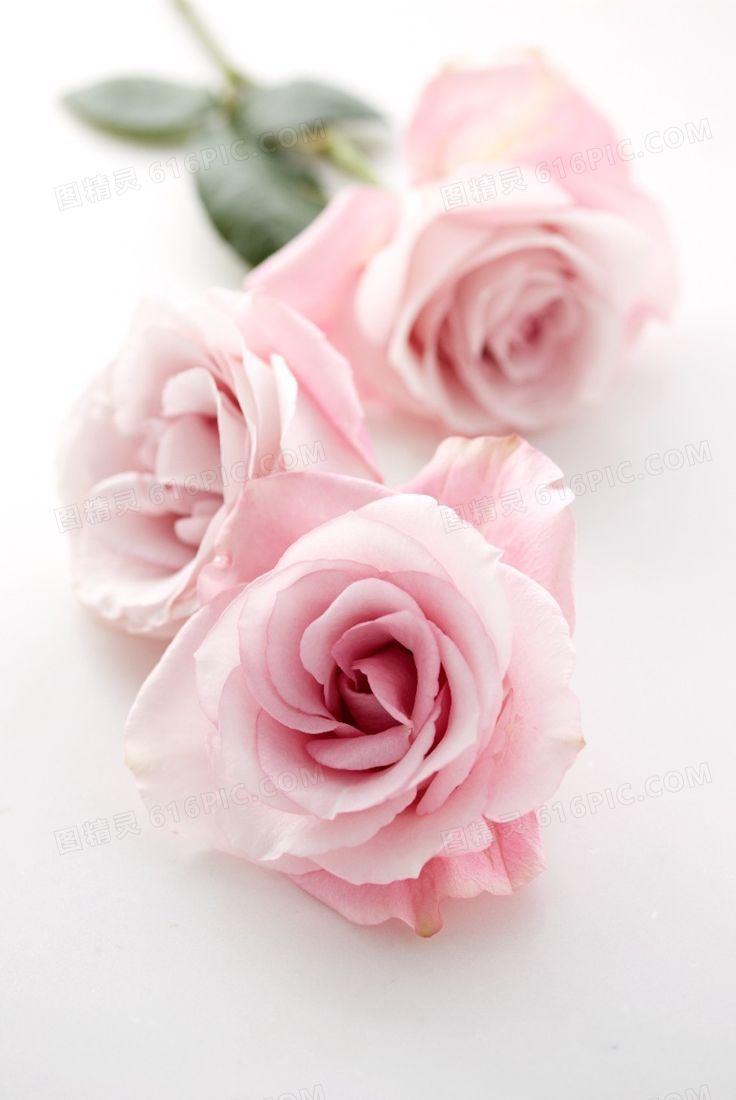 送女友粉色玫瑰的含义，你知道吗？
