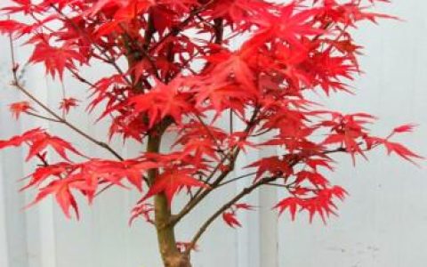红枫树的寓意与文化内涵：深入剖析这一植物在传统文化中的地位