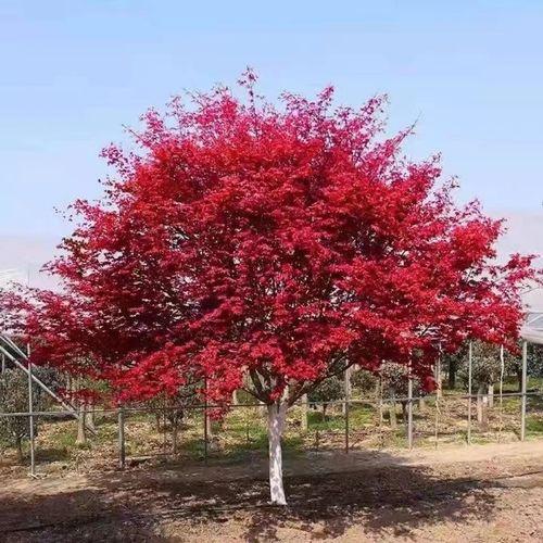 红枫树的文化地位：探索这一植物在神话传说中的象征意义