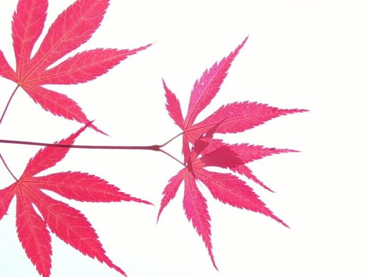 知晓红枫树的涵义：了解这一美丽植物在文化中的地位
