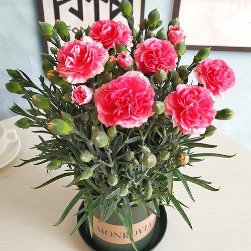 康乃馨花代表爱情和尊重，你知道吗？