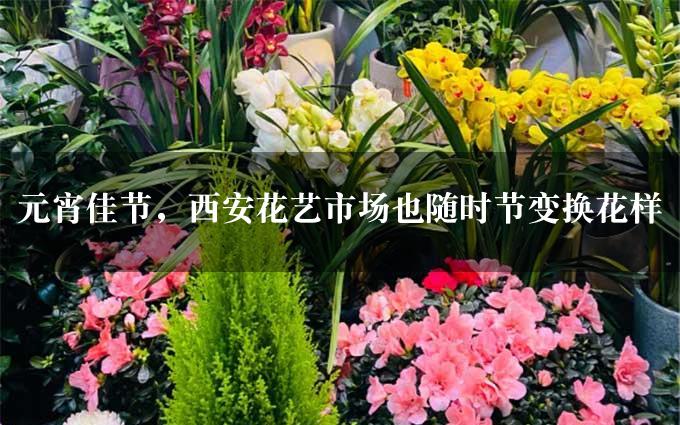 元宵佳节，西安花艺市场也随时节变换花样