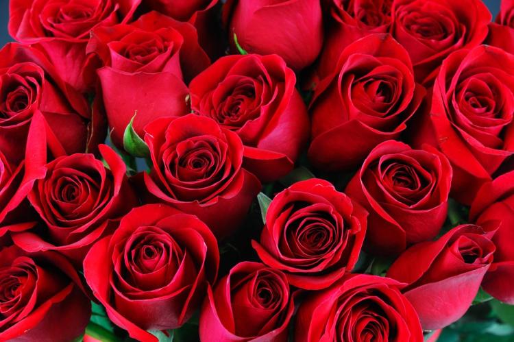 经典风采，红玫瑰花束组合的艺术魅力