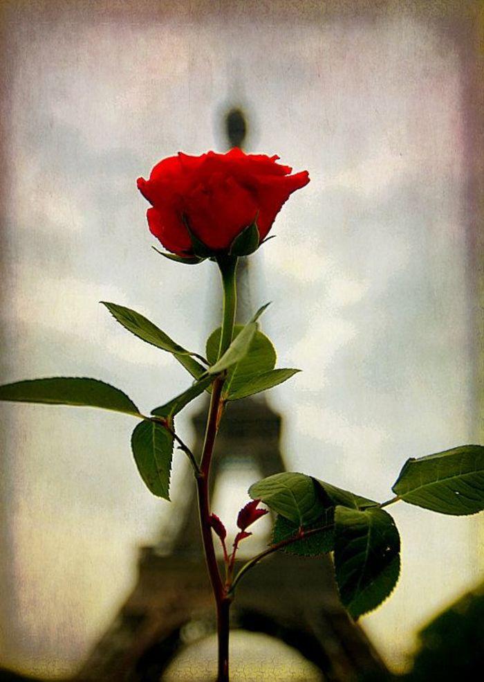 情人节必备！红玫瑰花束，让TA更爱你