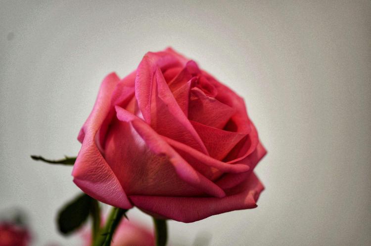送女友11朵玫瑰表达什么意思？细品它隐含的情感！