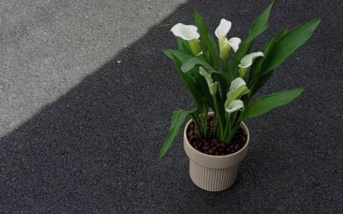 盆栽马蹄莲的日常护理：从细节处呵护您的植物