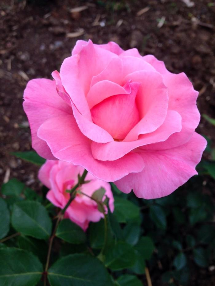 【花草百科】月季花精选肥料，让你的花园处处鲜花盛开！